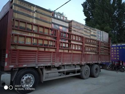 實(shí)力展示13